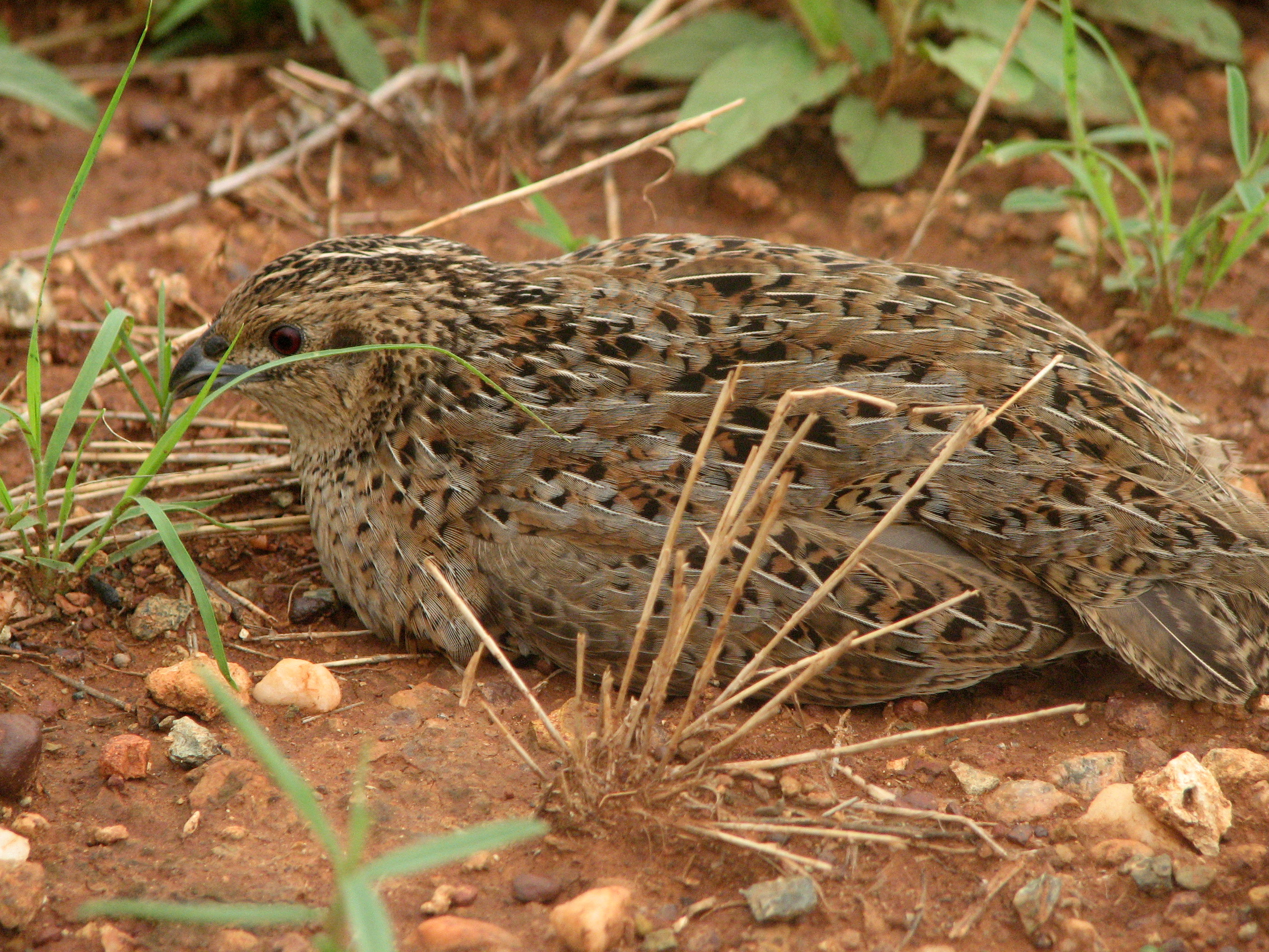 Brown Quail